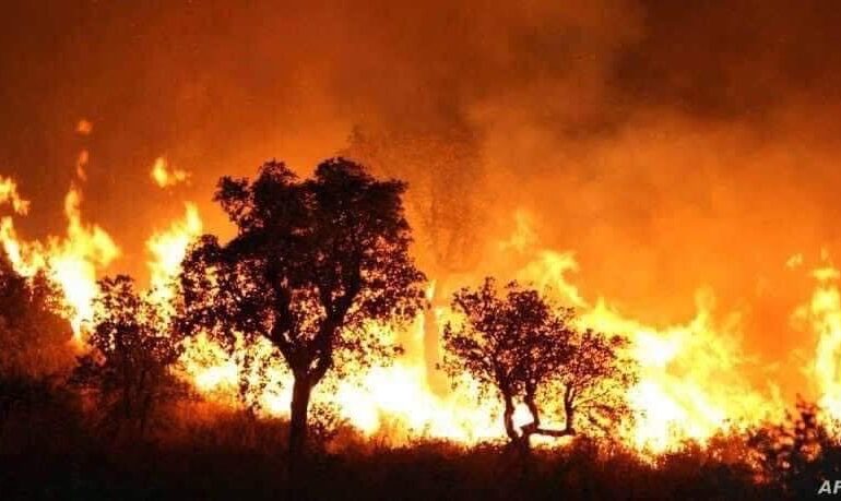 600 FAMILIES RENDERED HOMELESS BY ALGERIA FOREST FIRES