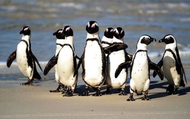 OVER 60 ENDANGERED PENGUINS STUNG TO DEATH IN SOUTH AFRICA