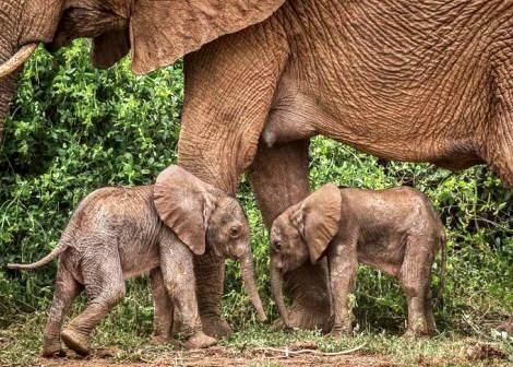 TWIN ELEPHANTS BORN IN KENYA IN RARE OCCURRENCE