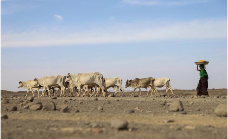 13 MILLION FACING SEVERE HUNGER IN THE HORN OF AFRICA – WFP