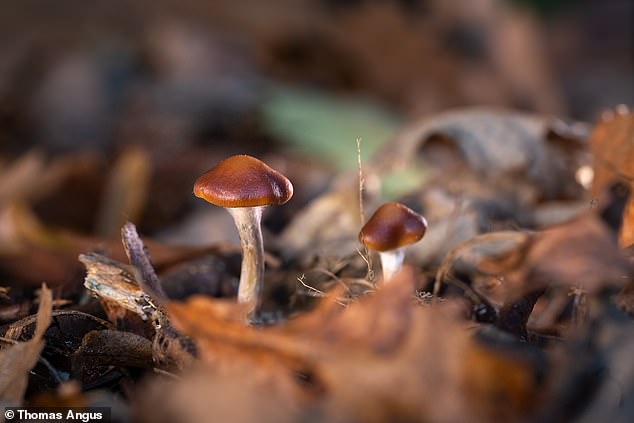 PSYCHEDELIC COMPOUNDS FOUND IN MAGIC MUSHROOMS CAN HELP DEPRESSED PEOPLE’S BRAINS