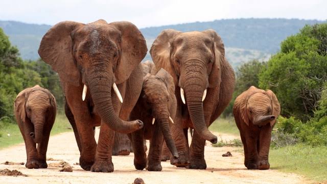 60 ZIMBABWEANS KILLED BY ELEPHANTS THIS YEAR