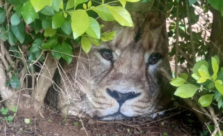 ALARM AS CARRIER BAG IS MISTAKEN FOR STRAY LION IN KENYA
