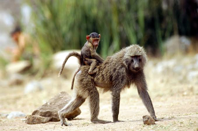 TANZANIA: MONKEY SNATCHES BREASTFEEDING BABY FROM MOTHER