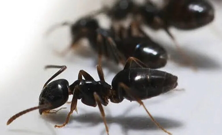 RISING CONCERNS AS SOMALIS STEAM ANTS TO ‘GET HIGH’