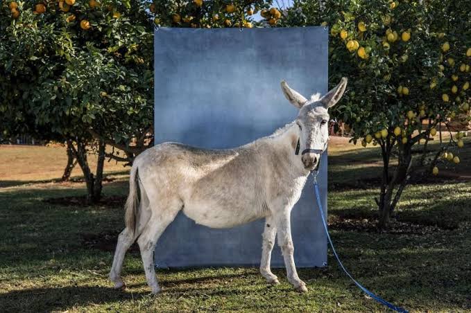 DONKEYS ARE NOW SOUTH AFRICA’S LATEST HOT EXPORT TO CHINA