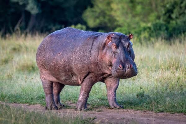 HIPPOS COULD SOON JOIN THE GLOBE’S LIST OF MOST ENDANGERED ANIMALS