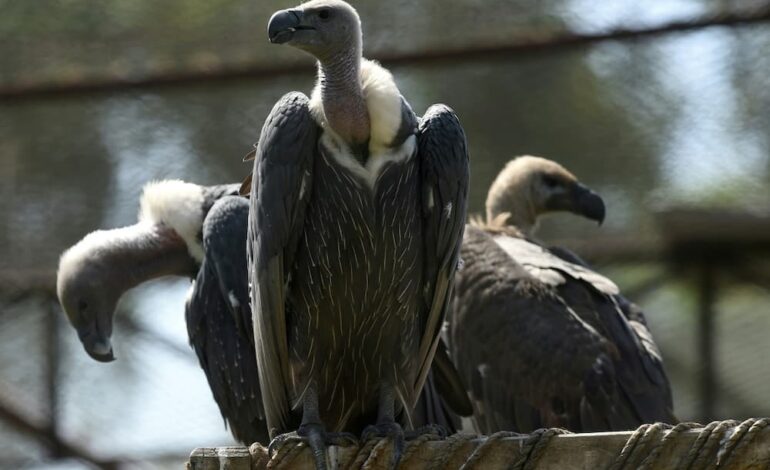 MORE THAN 150 VULTURES POISONED TO DEATH IN SOUTH AFRICA