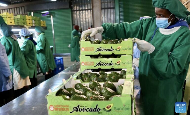 BIG WIN AS KENYA EXPORTS AFRICA’S FIRST BATCH OF FRESH AVOCADOS TO CHINA