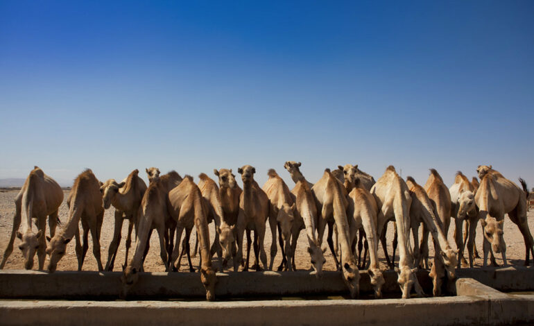 CAMELS SAVE MURDER CONVICT FROM EXECUTION