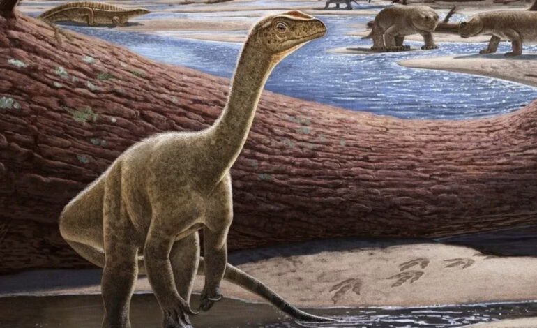 AFRICA’S OLDEST DINOSAUR  DISCOVERED IN ZIMBABWE