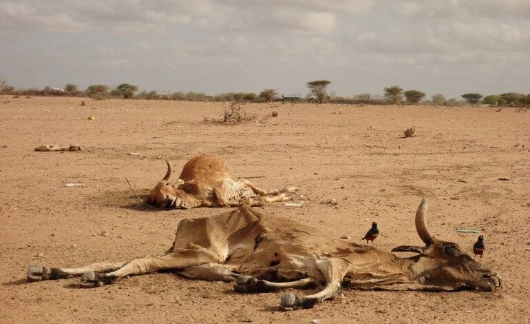  KENYA CABINET TO SACRIFICE A MONTH’S SALARY TO AID REGIONS AFFECTED BY DROUGHT
