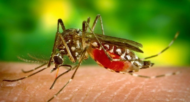  AFRICAN RESEARCHERS WARN OF INVASIVE MALARIA-MOSQUITO SPREAD