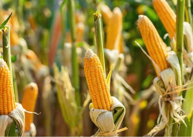  KENYAN OPPOSITION PUSHES BACK MOVE TO BOOST GENETICALLY MODIFIED CROPS