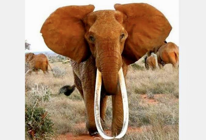 RENOWNED KENYAN MATRIARCH ELEPHANT DIES IN HER 60s