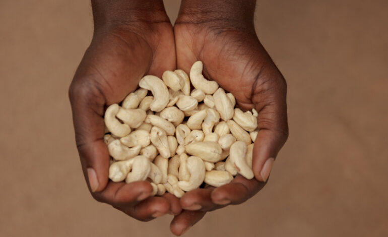 SHIFT TO VALUE ADDITION SEES TANZANIA EXPORT CASHEW NUTS TO U.S