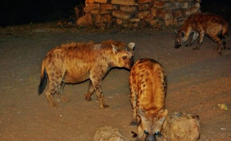 HUNT FOR HYENAS IN ETHOPIA AS ATTACKS ON PEOPLE INCREASE