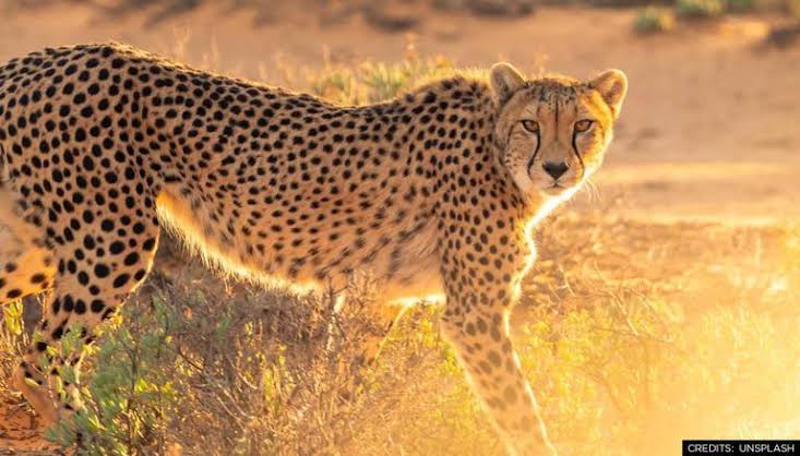 SOUTH AFRICA TO SEND DOZENS OF CHEETAHS TO INDIA IN NEW AGREEMENT