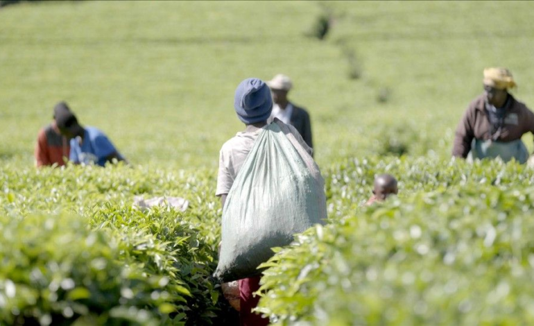 KENYA LAUNCHES PROBE INTO SEXUAL ABUSE ON LOCAL TEA FARMS EXPOSÉ