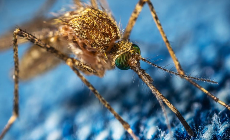  STUDY FINDS THAT BITING FLIES LINK THE COLOR BLUE TO FOOD