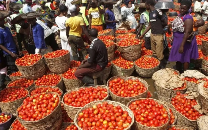  NIGERIANS FACE MORE HARDSHIPS AS TOMATO BASKETS RISE TO N100,000