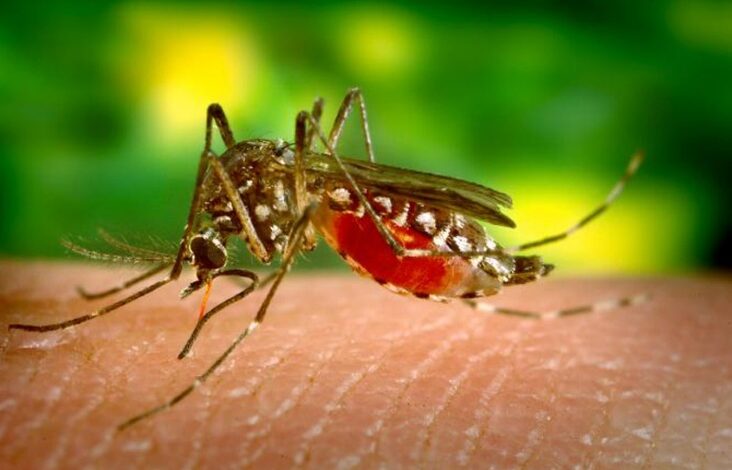 DENGUE FEVER EPIDEMIC LOOMS OVER GUADELOUPE AS CASES INCREASE