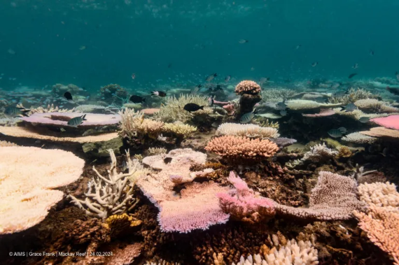 CORAL REEFS UNDERGOING MASS BLEACHING GLOBALLY, SCIENTISTS WARN