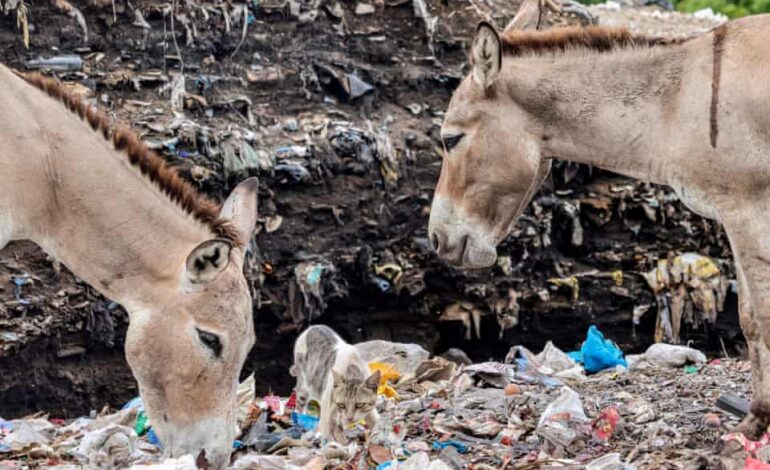  PLASTIC POLLUTION: DONKEYS IN KENYA DYING WITH PLASTIC-FILLED STOMACHS